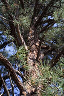 Image of Pine