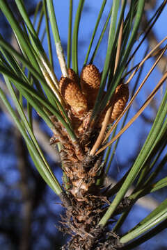 Image of Pine