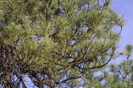 Image of Pine