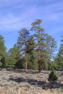 Image of Pine