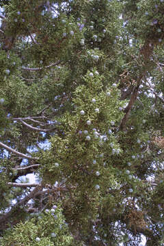 Image of juniper