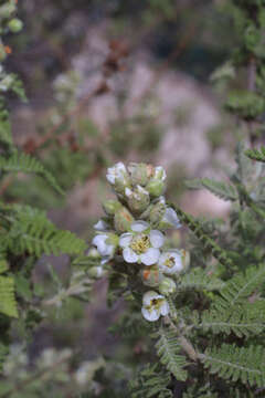 Image of desert sweet