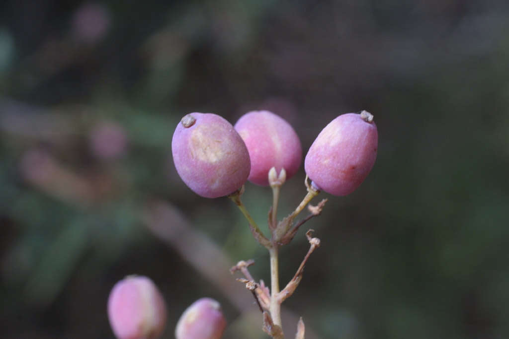 Image of red barberry