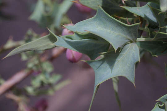 Plancia ëd Berberis haematocarpa Wooton