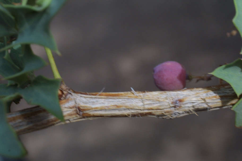 Image of red barberry