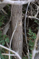 Image of red barberry