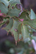 Image of red barberry