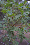 Image of Gambel Oak