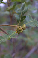 Image of Gambel Oak