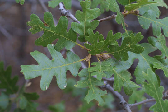 Image de Quercus gambelii Nutt.