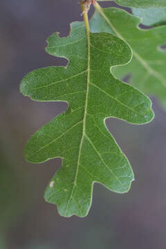 Image of Gambel Oak