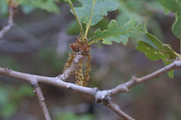 Image of Gambel Oak