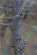 Image of Gambel Oak