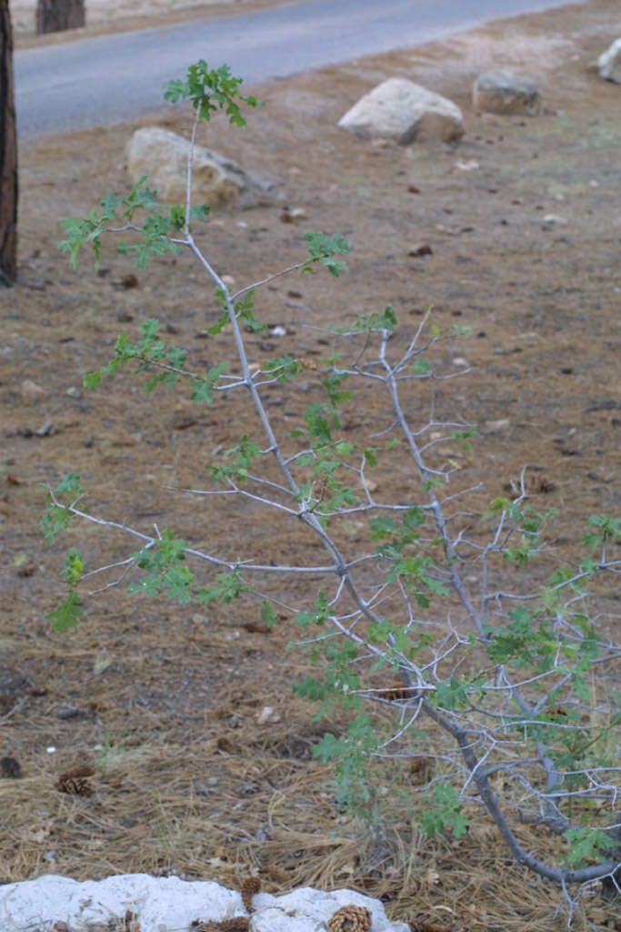 Image of Gambel Oak