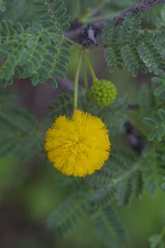 Image of whitethorn acacia