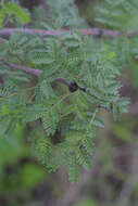 Vachellia constricta (Benth.) Seigler & Ebinger resmi