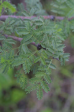 Plancia ëd Vachellia constricta (Benth.) Seigler & Ebinger