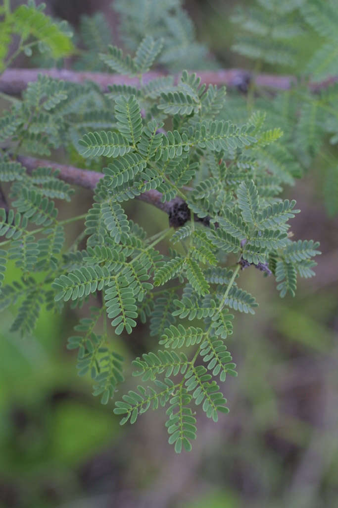 Vachellia constricta (Benth.) Seigler & Ebinger resmi