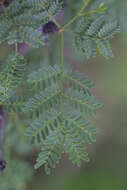 Vachellia constricta (Benth.) Seigler & Ebinger resmi