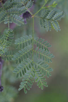 Plancia ëd Vachellia constricta (Benth.) Seigler & Ebinger