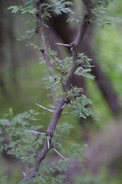 Vachellia constricta (Benth.) Seigler & Ebinger resmi