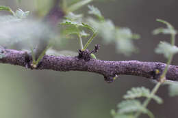 Слика од Vachellia constricta (Benth.) Seigler & Ebinger