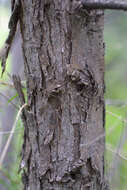 Vachellia constricta (Benth.) Seigler & Ebinger resmi