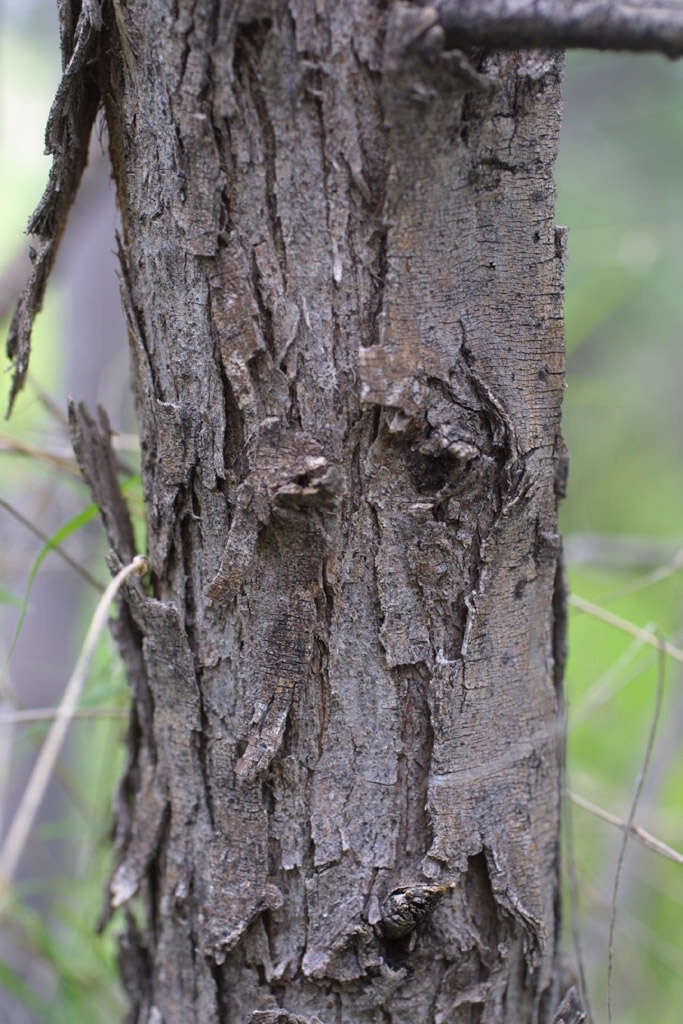 Vachellia constricta (Benth.) Seigler & Ebinger resmi