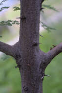 Vachellia constricta (Benth.) Seigler & Ebinger resmi