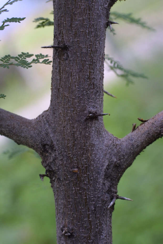 Слика од Vachellia constricta (Benth.) Seigler & Ebinger