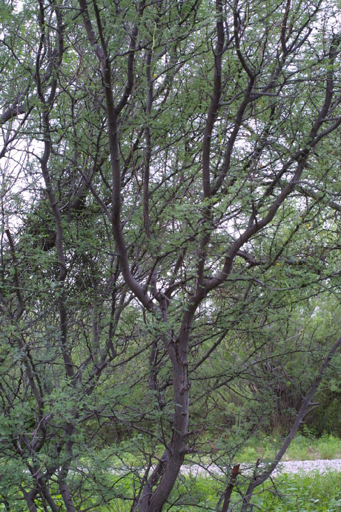 Vachellia constricta (Benth.) Seigler & Ebinger resmi