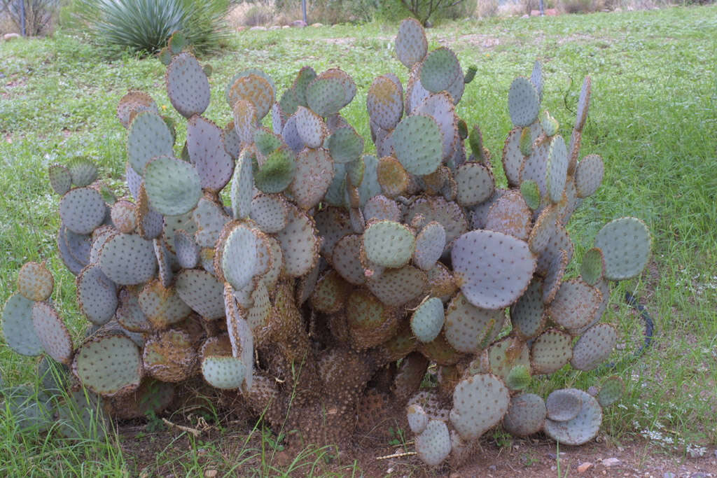 Imagem de Opuntia santa-rita (Griffiths & Hare) Rose