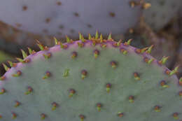 Sivun Opuntia santa-rita (Griffiths & Hare) Rose kuva