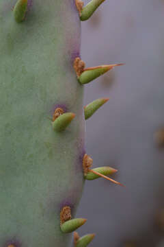 Image of Santa Rita pricklypear