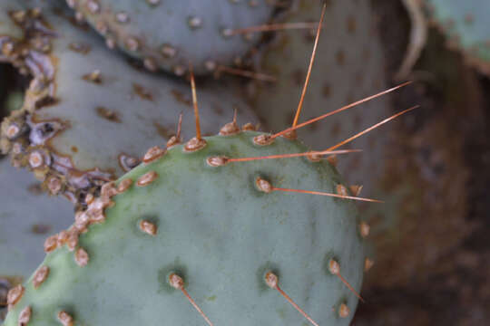 Image of Santa Rita pricklypear