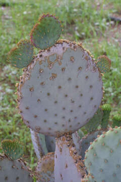 Image of Santa Rita pricklypear