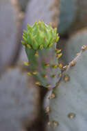 Sivun Opuntia santa-rita (Griffiths & Hare) Rose kuva