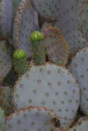 Sivun Opuntia santa-rita (Griffiths & Hare) Rose kuva