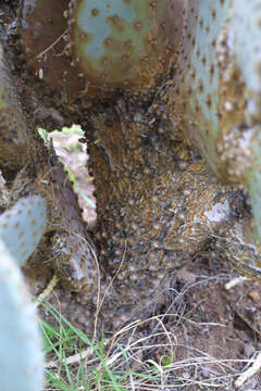 Sivun Opuntia santa-rita (Griffiths & Hare) Rose kuva