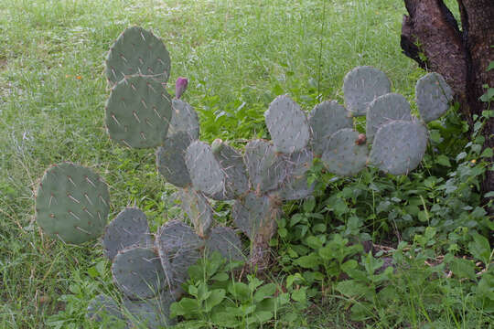 Image of Prickly Pears