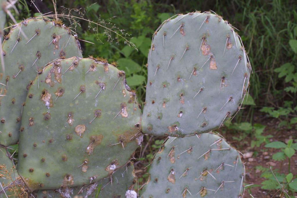 Image of Prickly Pears