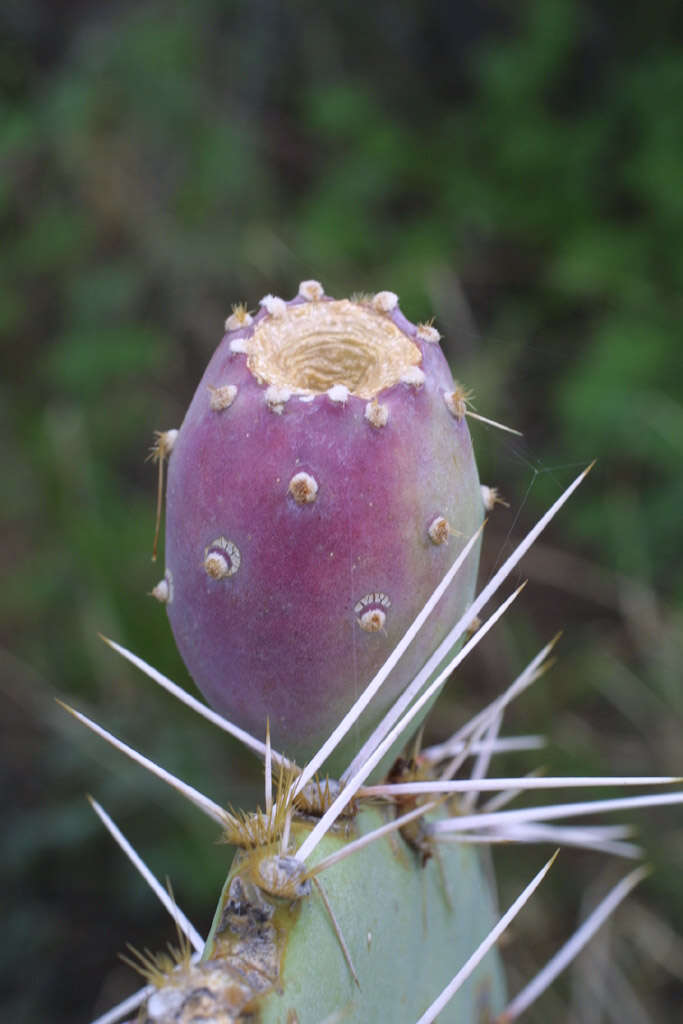 Image of Prickly Pears