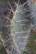 Image of Prickly Pears