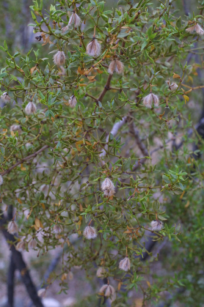 Image of creosote bush