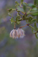 Image of creosote bush