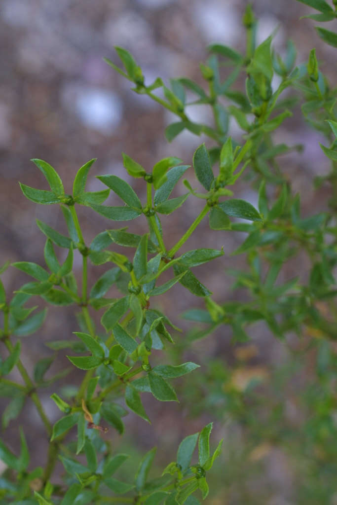 Image of creosote bush