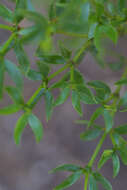 Image of creosote bush