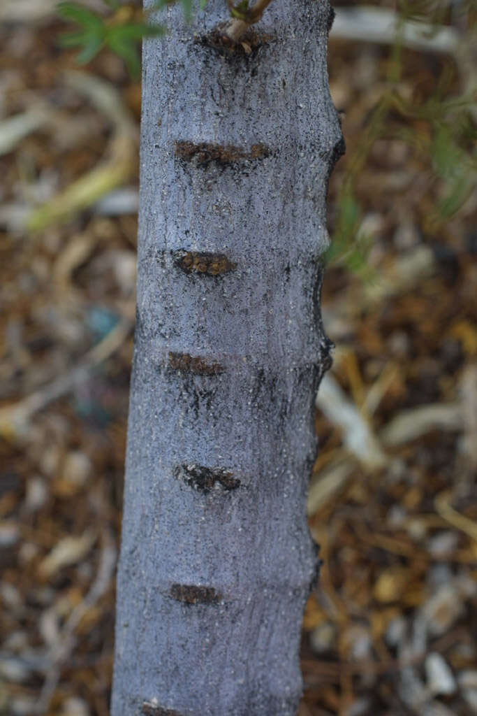 Image of creosote bush