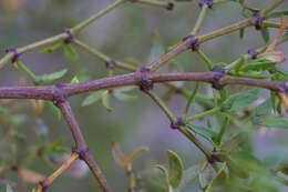 Image of creosote bush