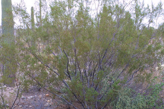 Image of creosote bush